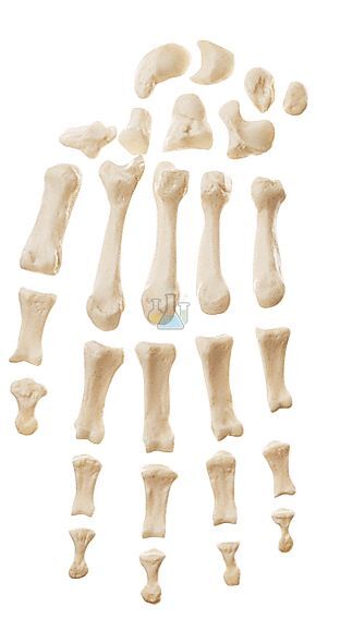 Hand Bone Model